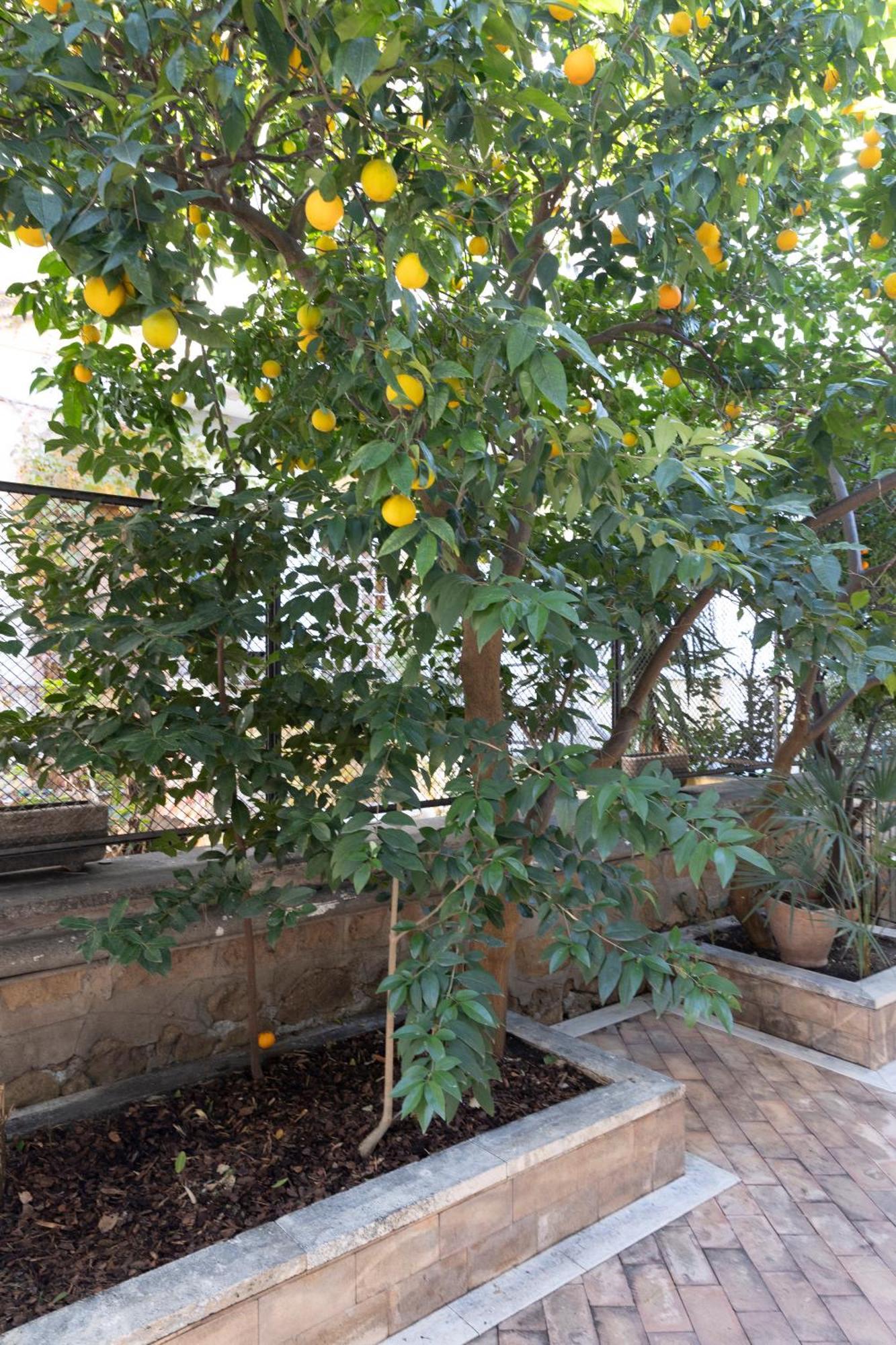 Apartamento The Orange Garden Roma Exterior foto
